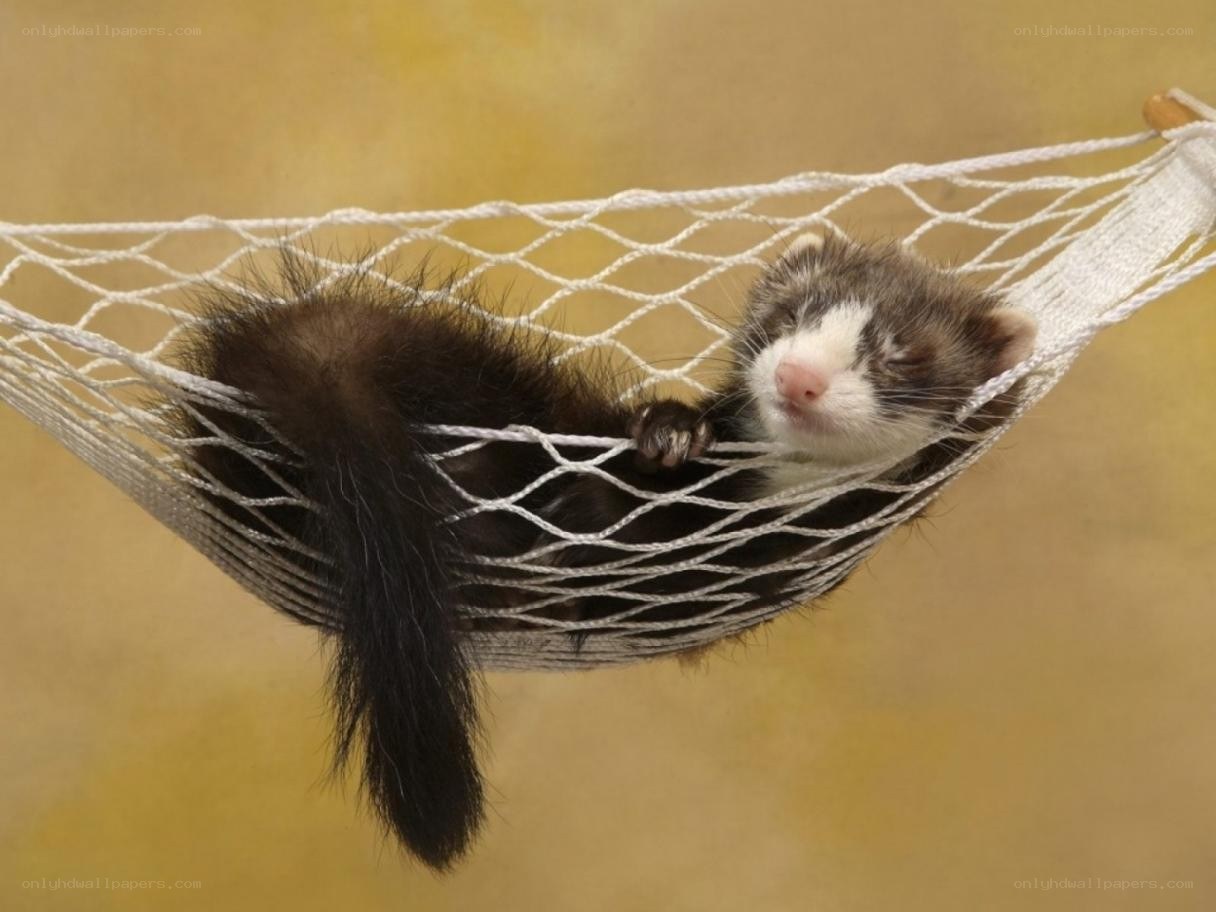 ferret in a hammock