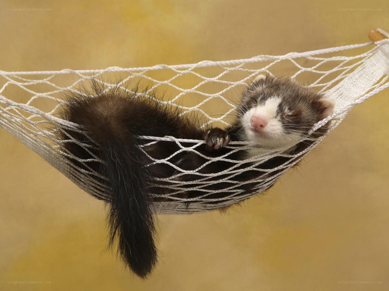 Ferret in a hammock