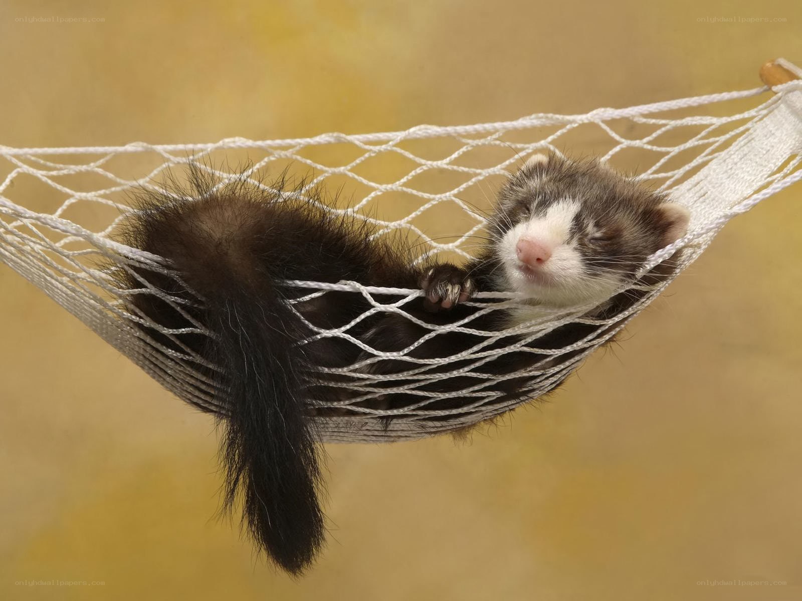 Ferret in a hammock