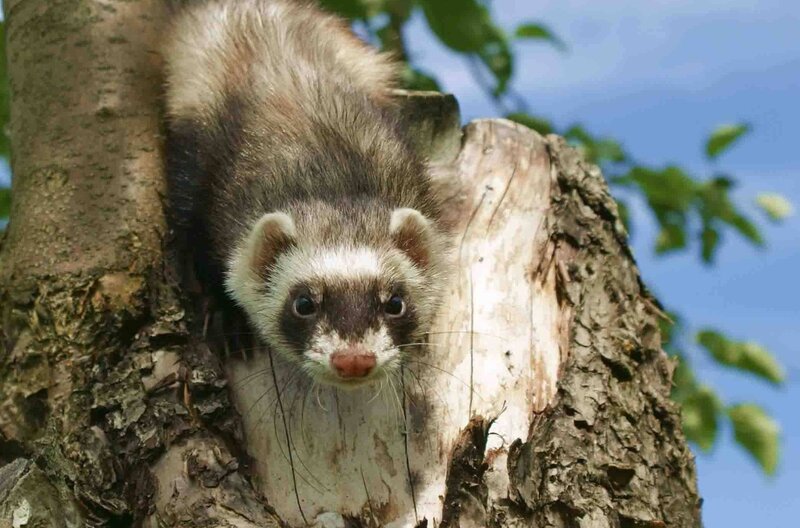 ferret in a tree