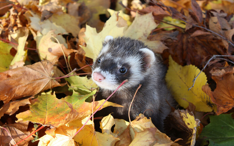 ferret in autumn leaves