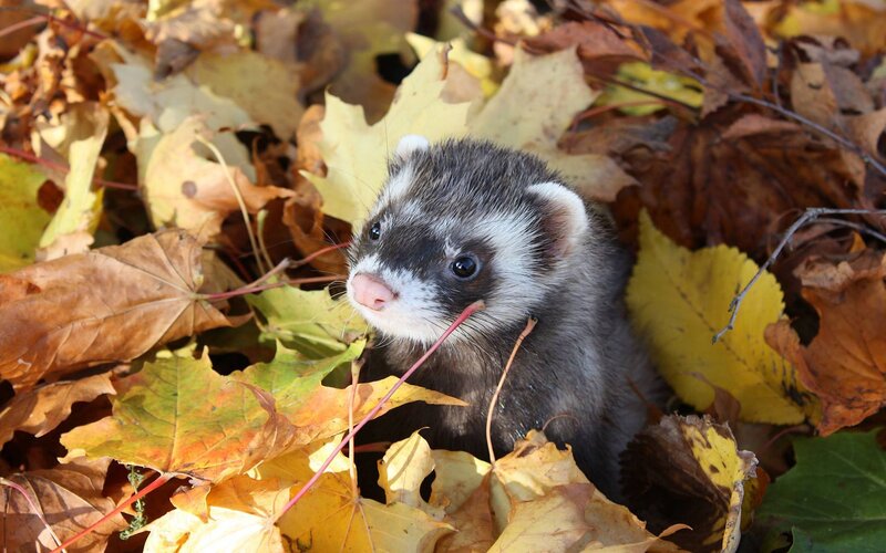Ferret in Autumn Leaves — Brown