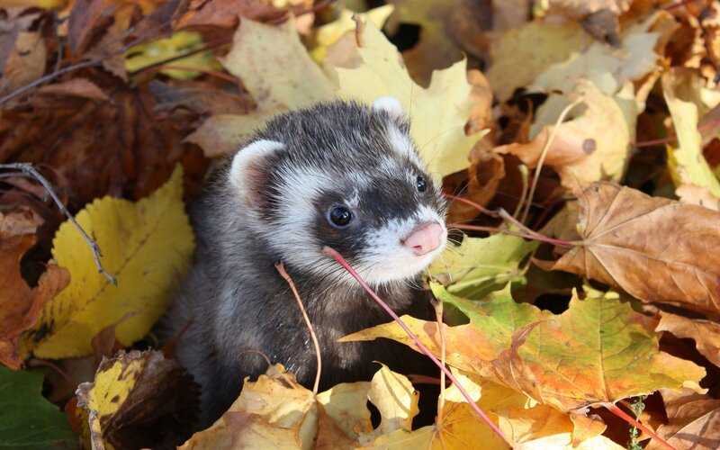 Ferret in Autumn Leaves — Yellow, Calm, Photograph
