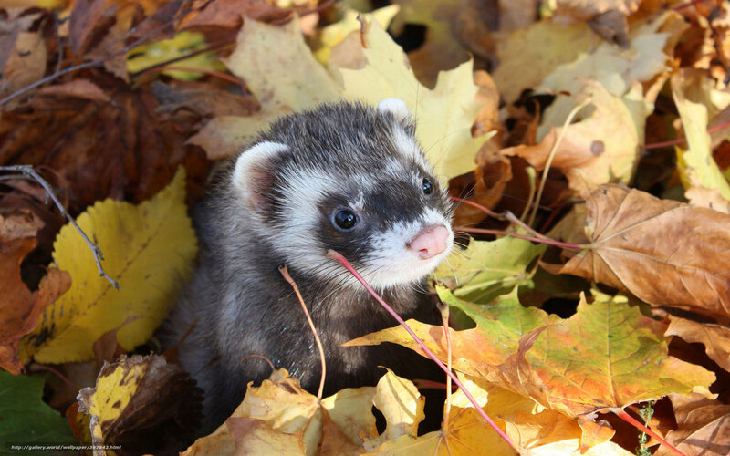 Ferret in Autumn Leaves — Yellow