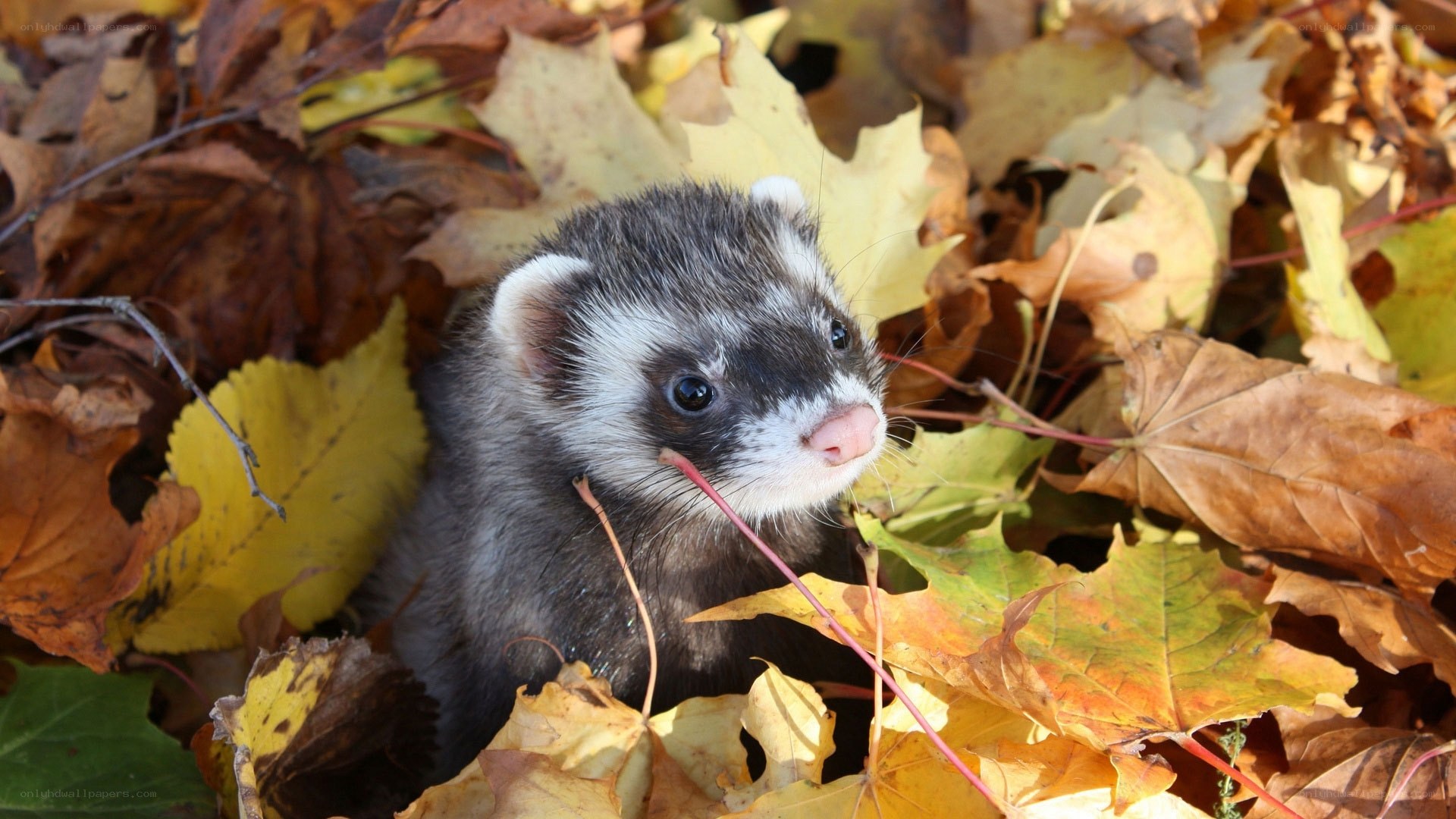 ferret in autumn leaves