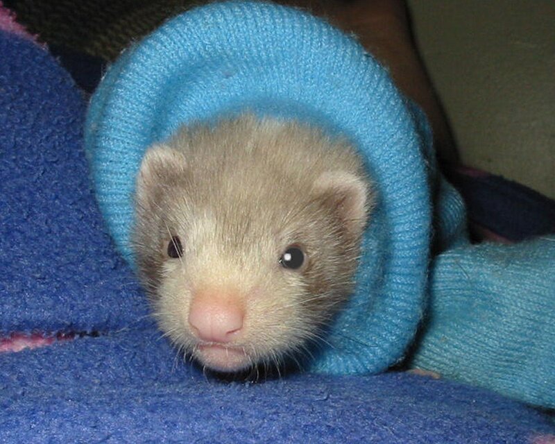 ferret in blue sweater