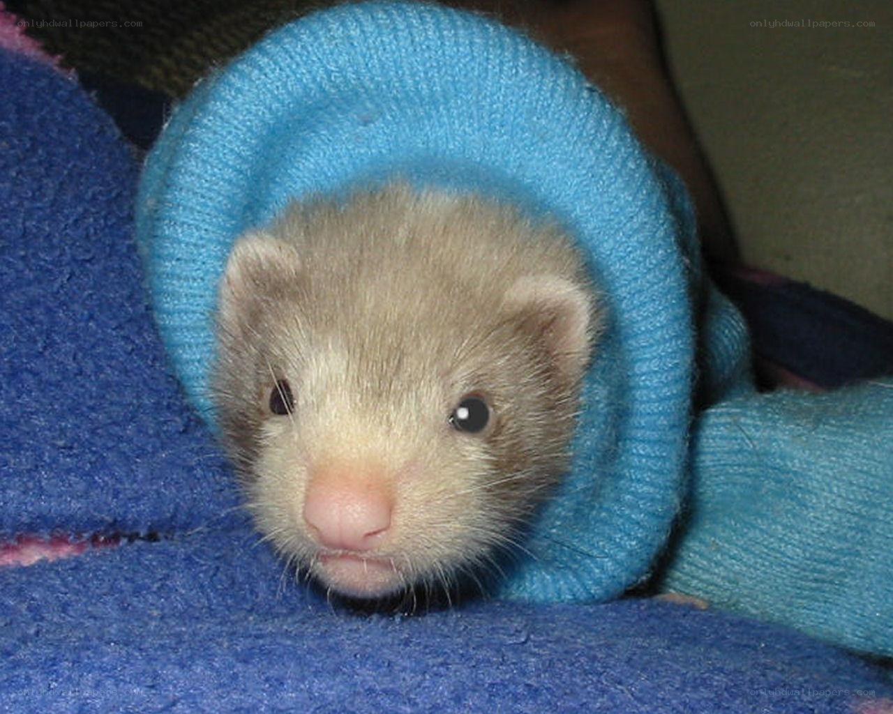 ferret in blue sweater