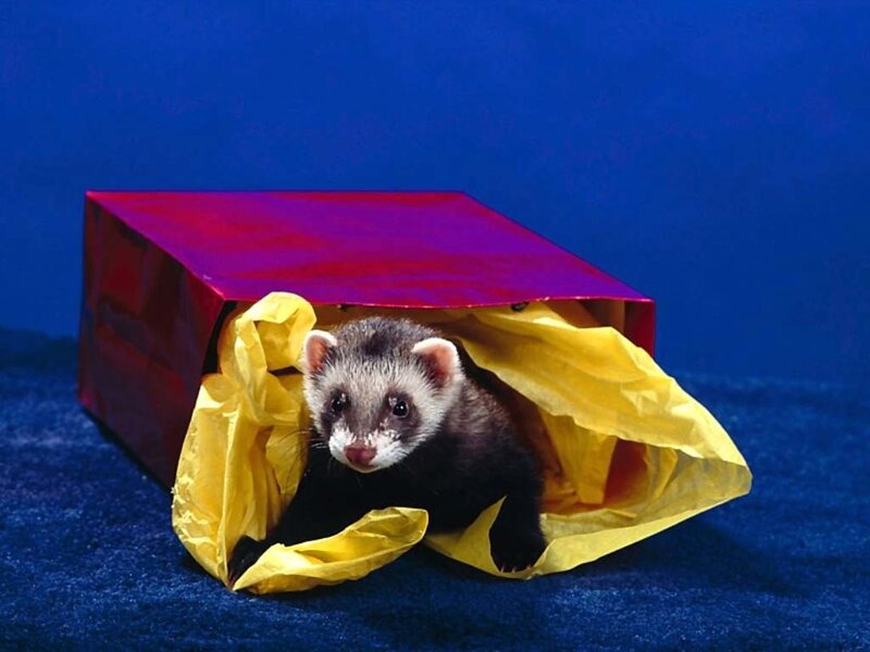 Ferret in Gift Bag — Blue