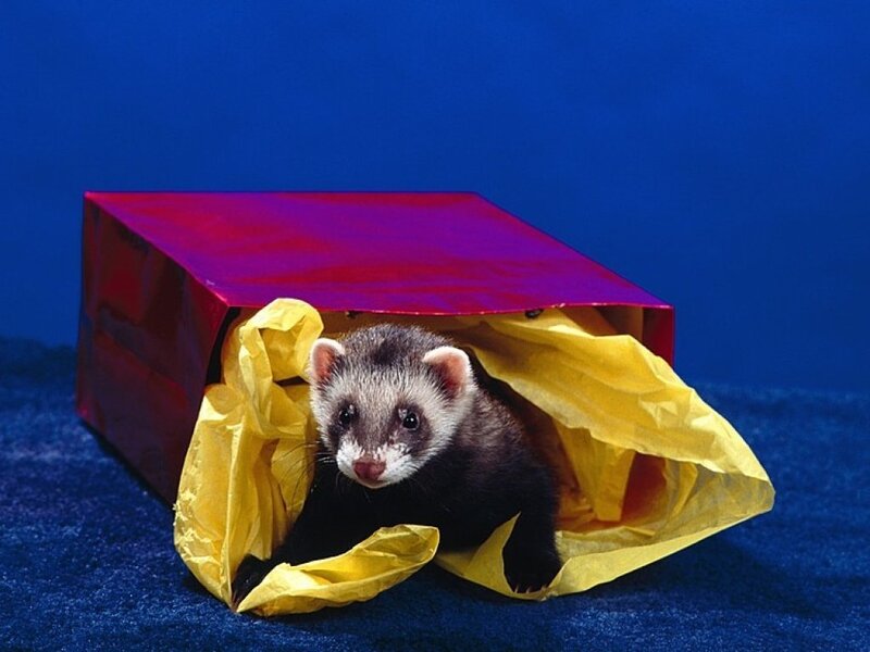 ferret in gift bag