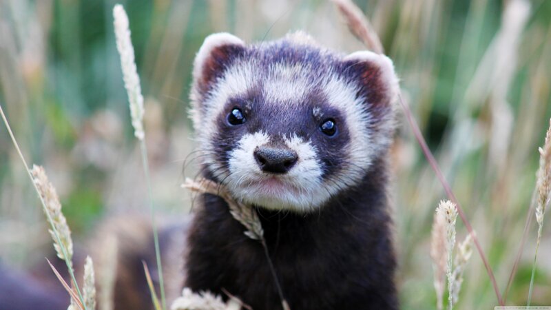 Ferret in Grass — Brown