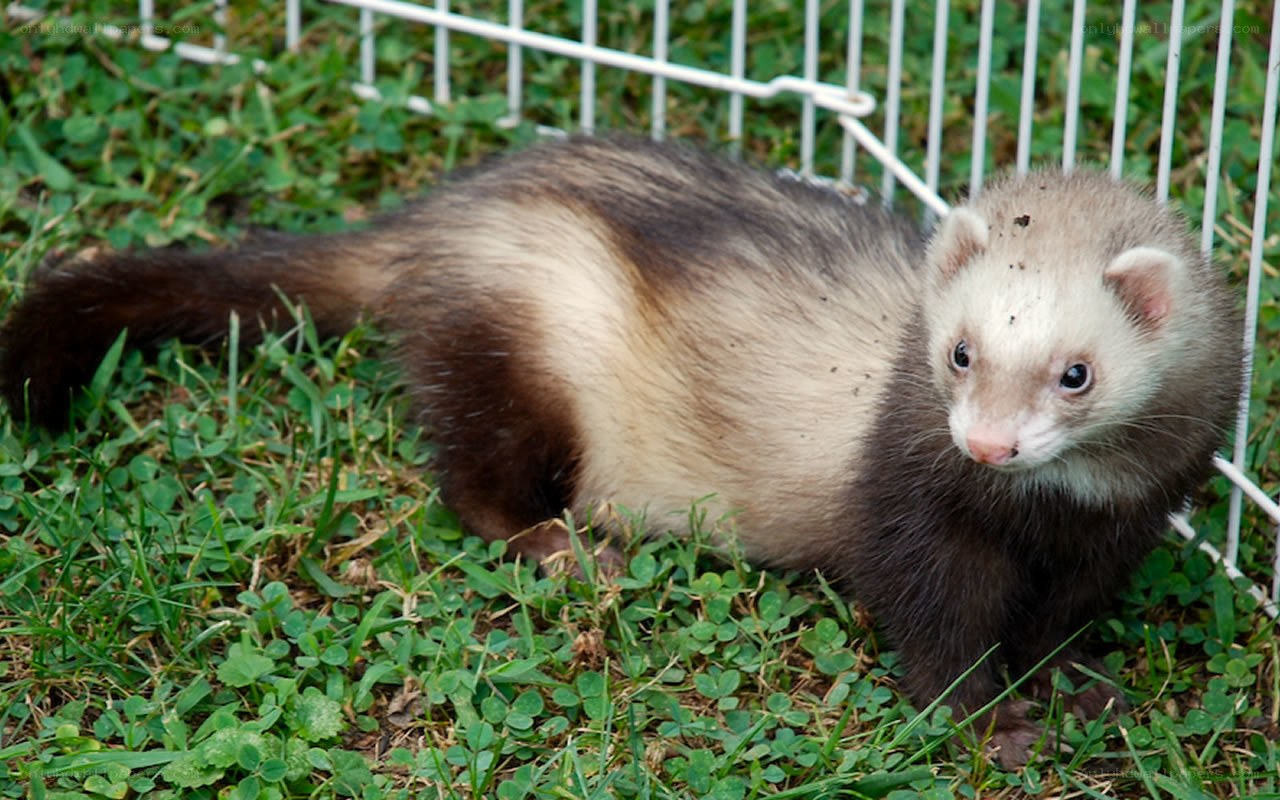 ferret in grass enclosure