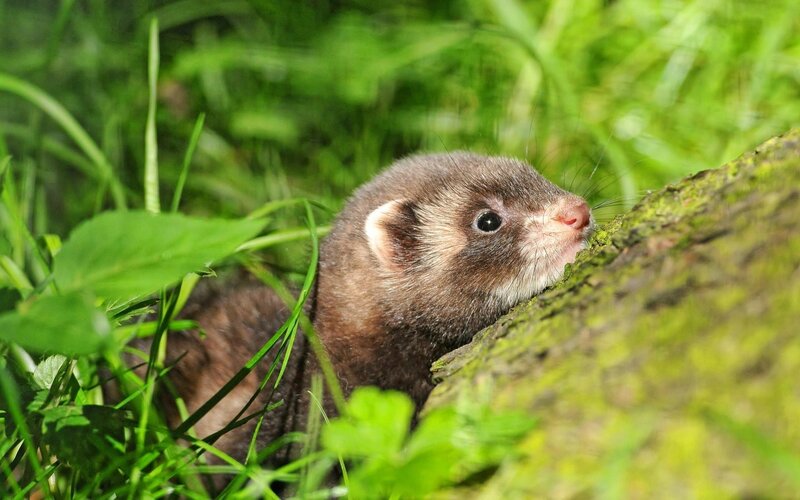 ferret in grass near log