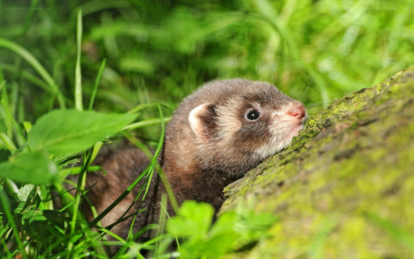 ferret in grass near log