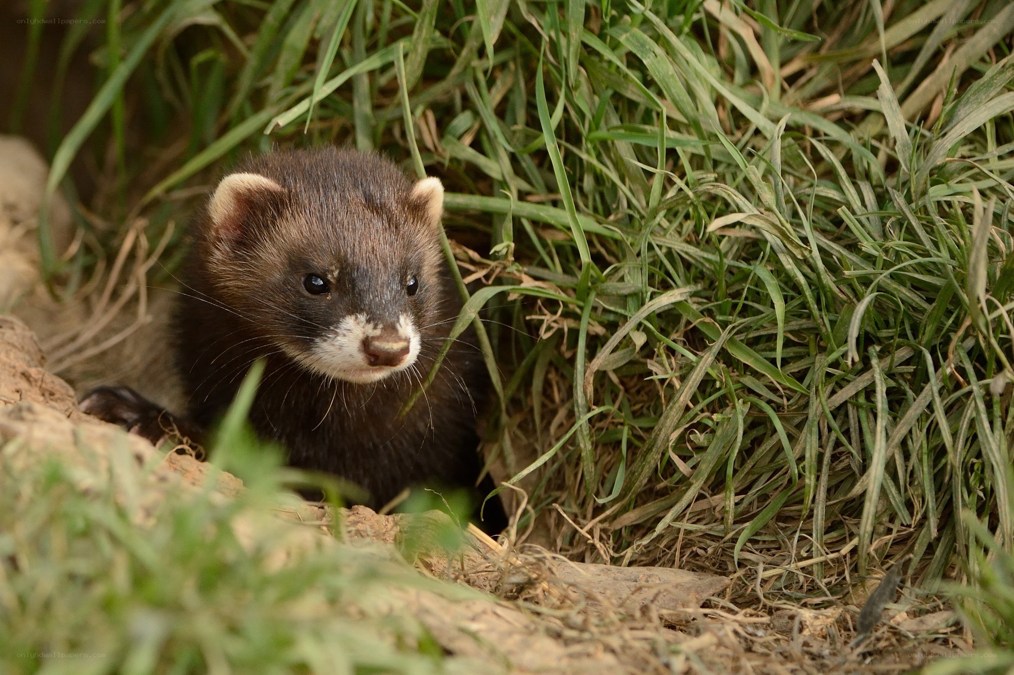 ferret in grassy burrow