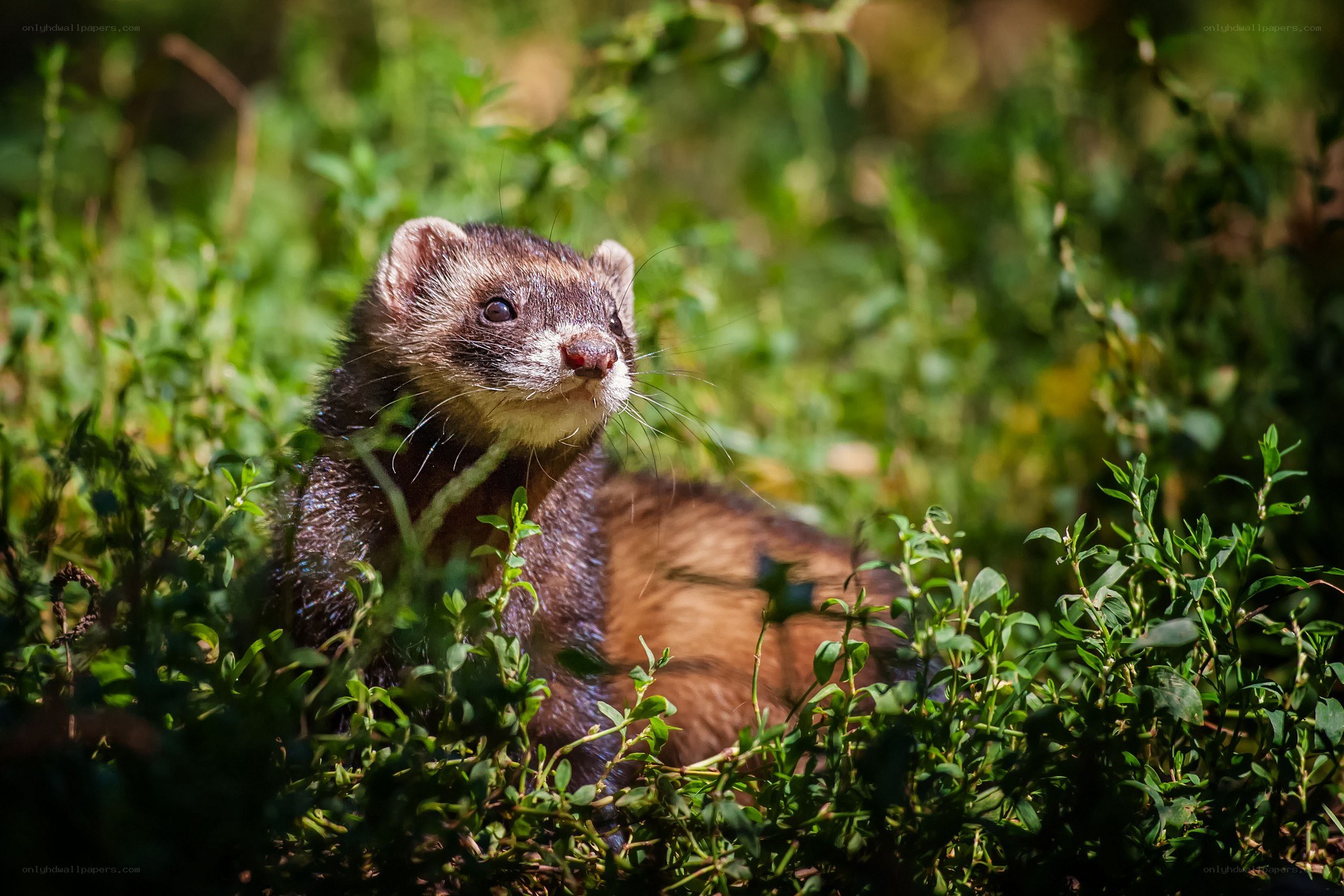 ferret in green foliage