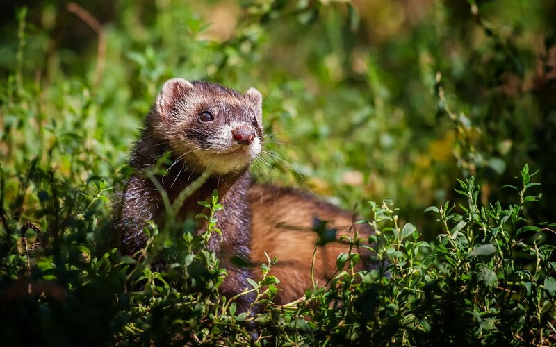 Ferret in green foliage
