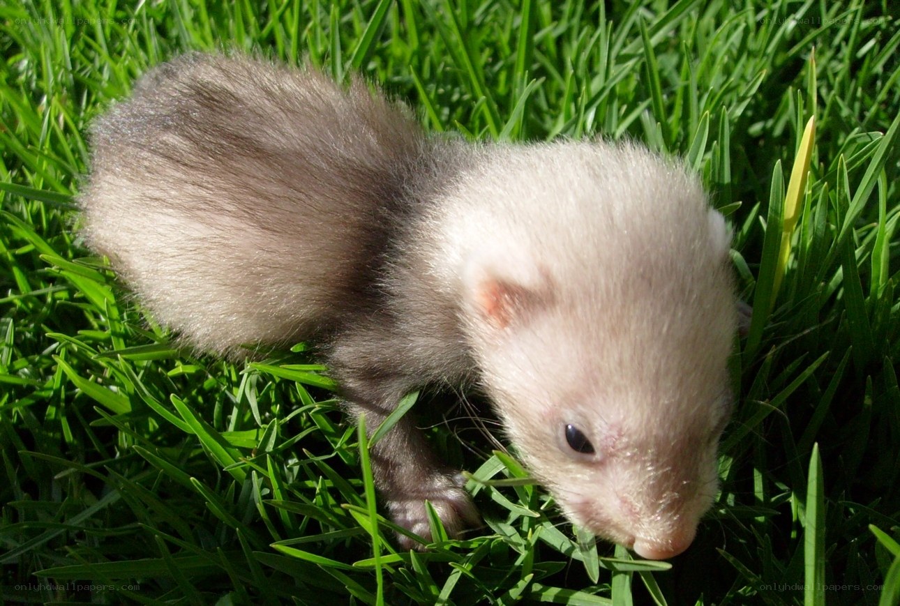 ferret in green grass