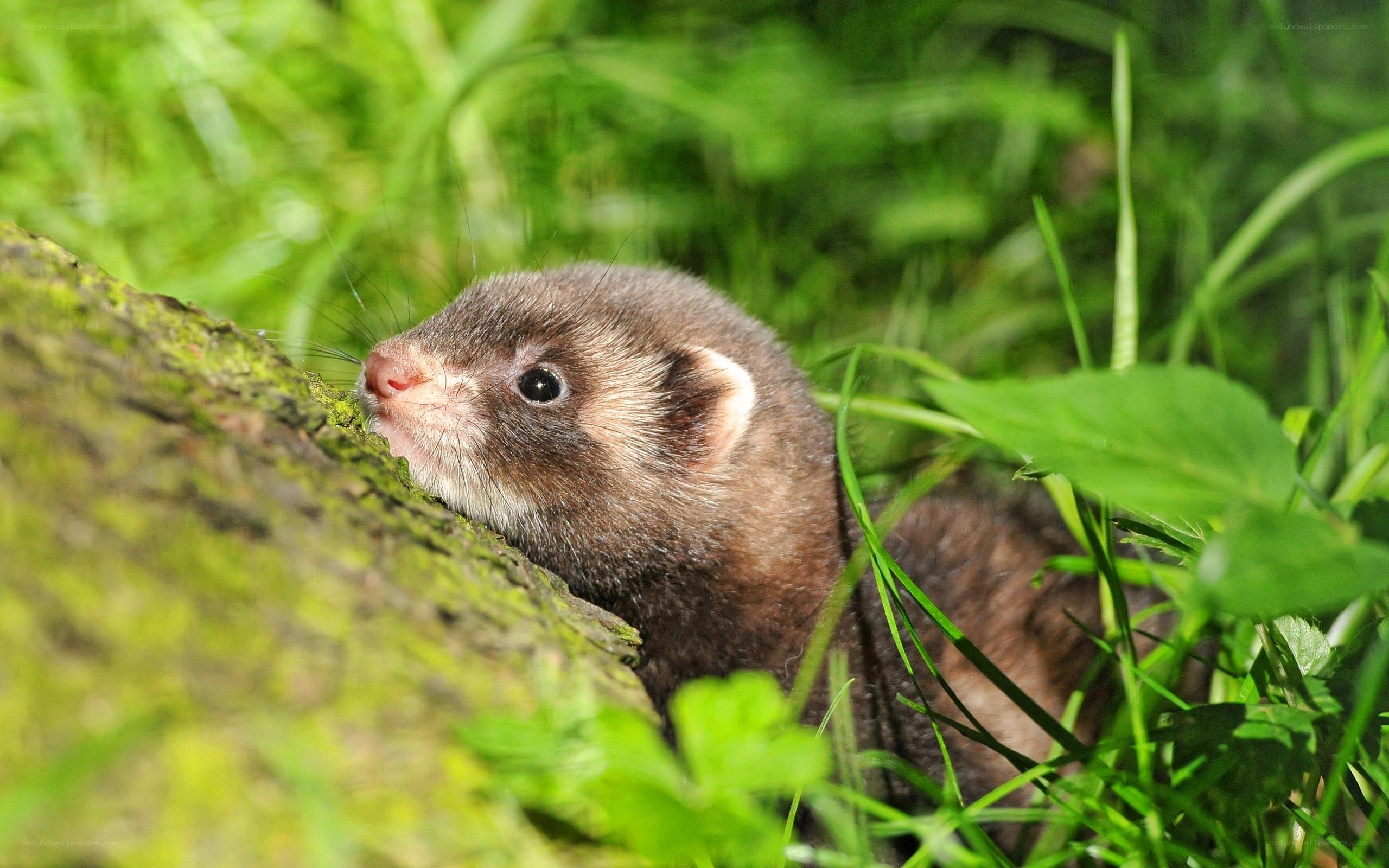 ferret in green grass