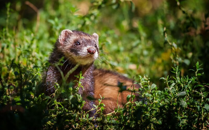 Ferret in Green Plants