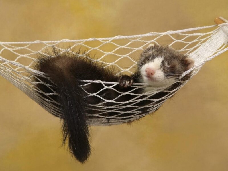 Ferret in Hammock — Brown, Calm