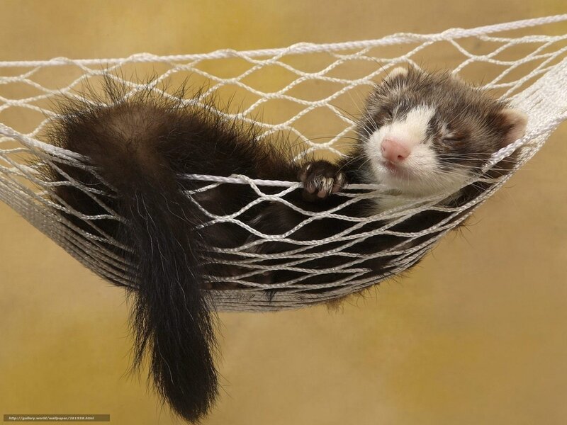 Ferret in Hammock — Brown, Peaceful