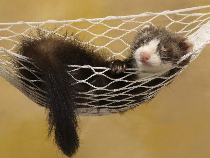 Ferret in Hammock — Brown