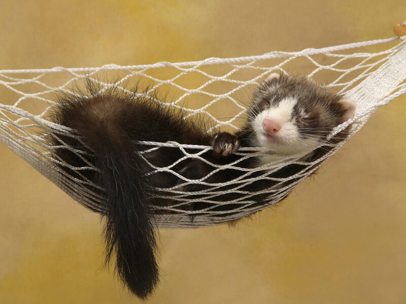 Ferret in Hammock