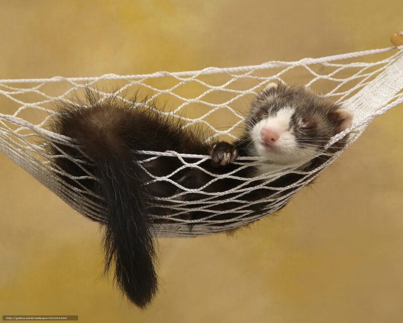 Ferret in Hammock — Yellow, Peaceful, Photograph, Animal, White