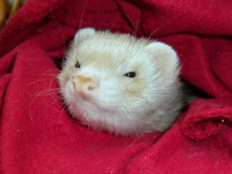 Ferret in Red Blanket — Cozy