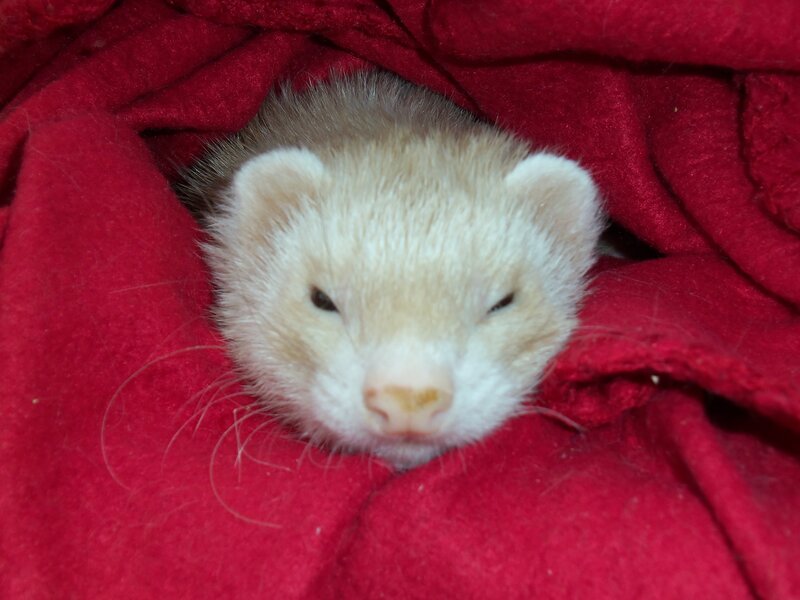 Ferret in Red Blanket