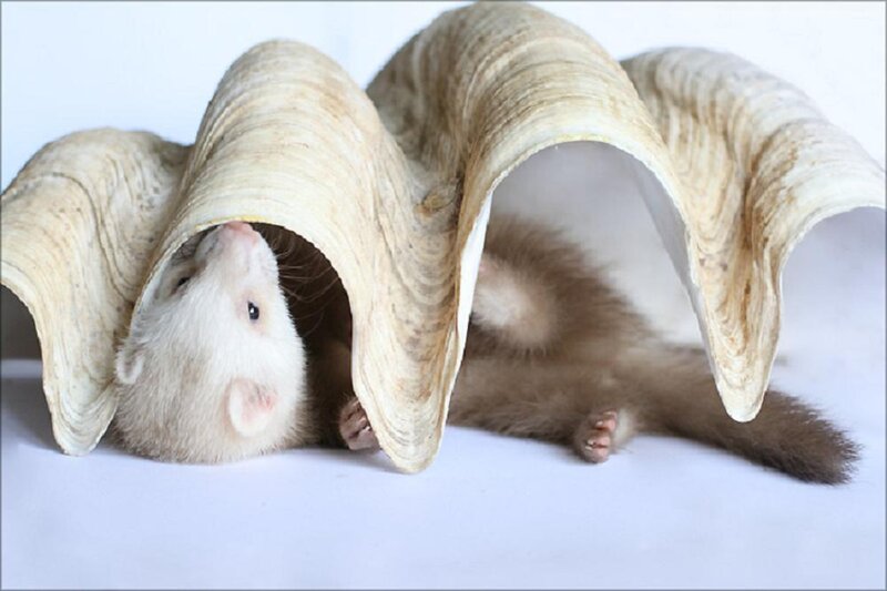 Ferret in Shell