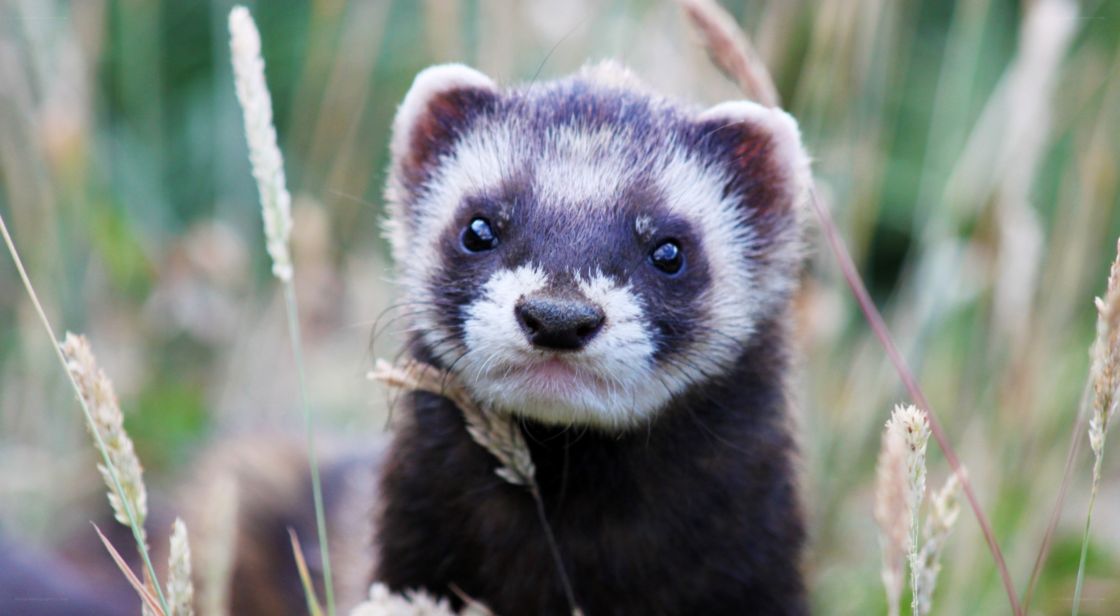 ferret in tall grass