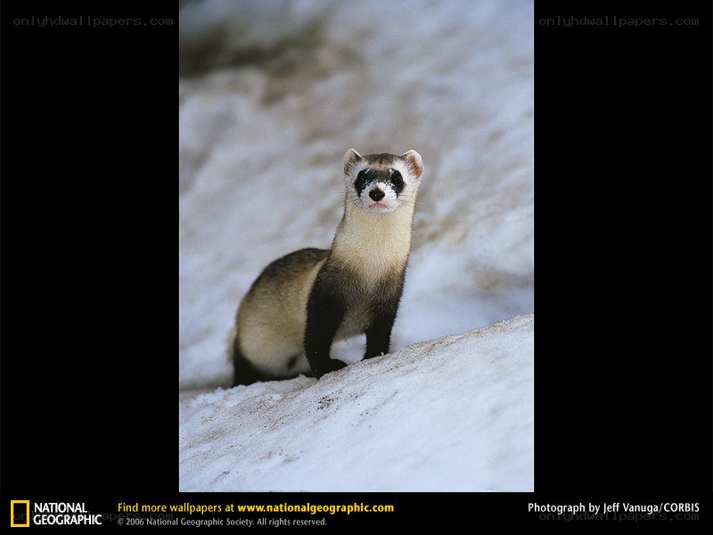 Ferret in the snow