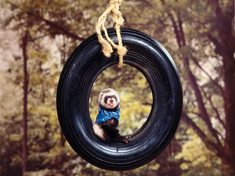 Ferret in Tire Swing — Black