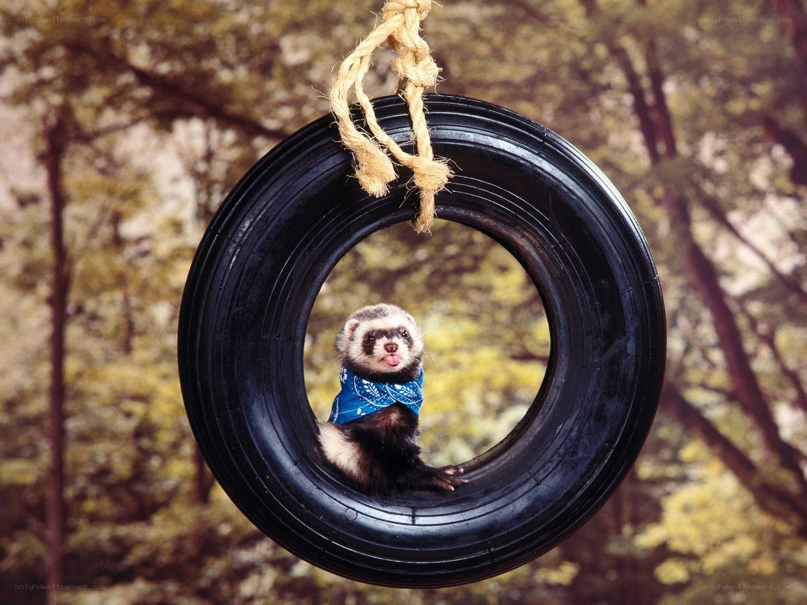 ferret in tire swing