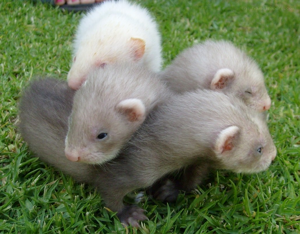 ferret kits on grass