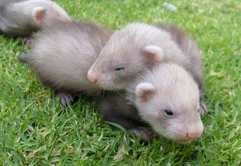 Ferret Kits on Grass — Green