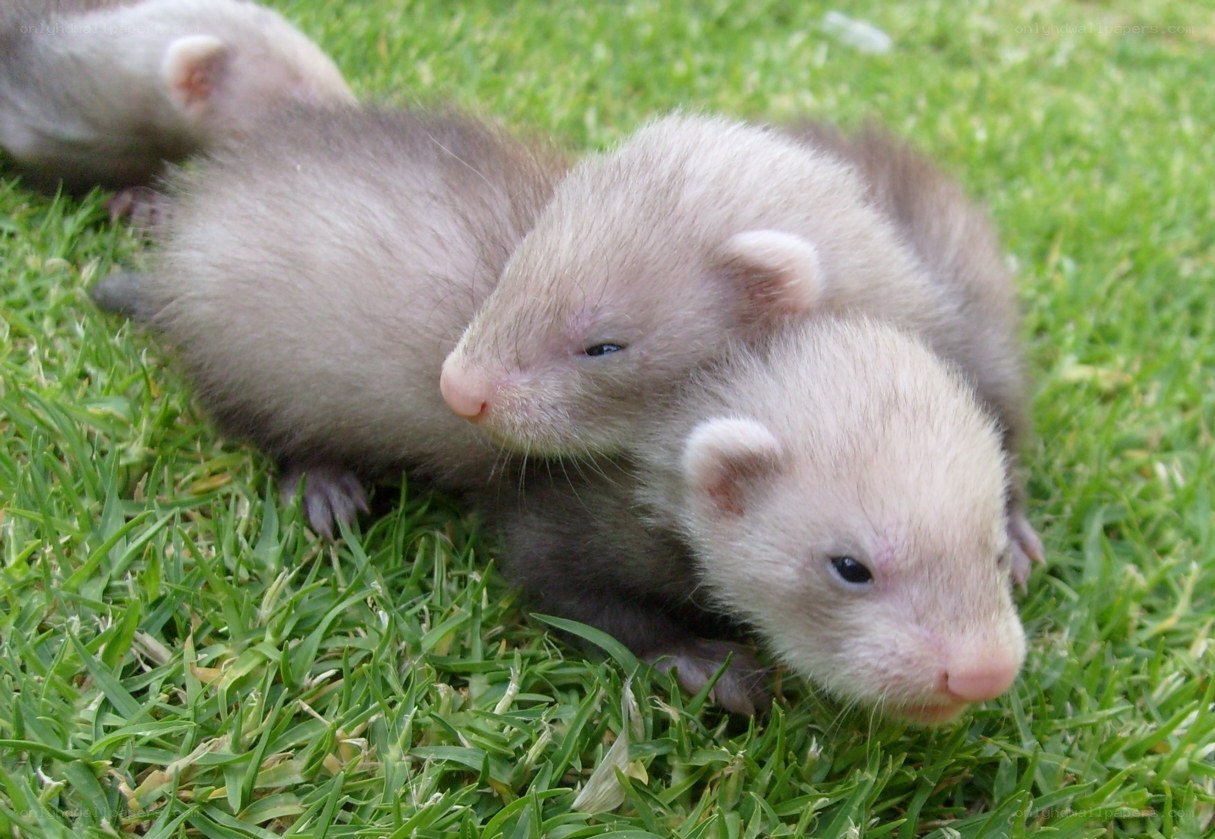 ferret kits on grass