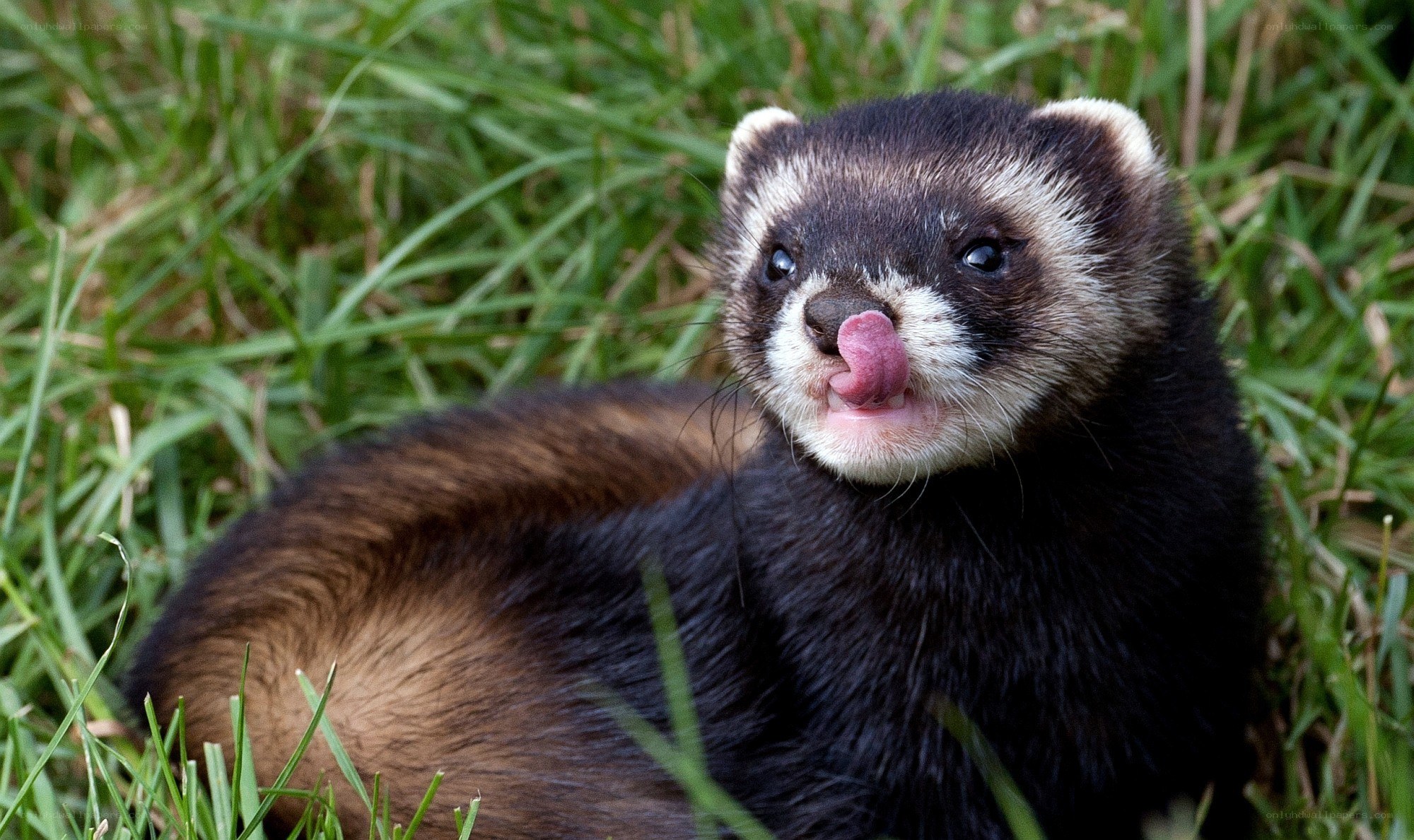 ferret licking its nose