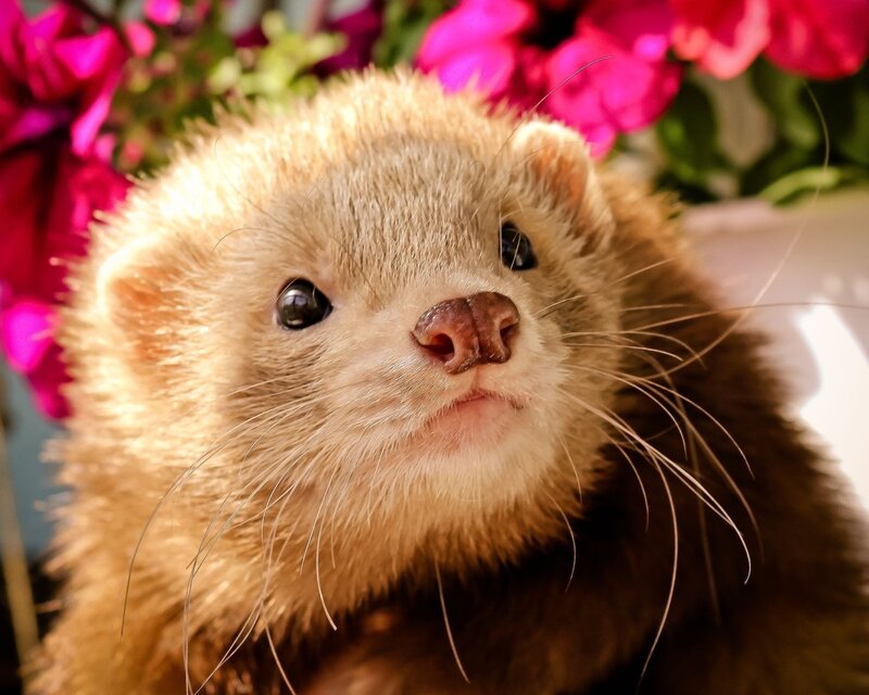 Ferret Looking Up