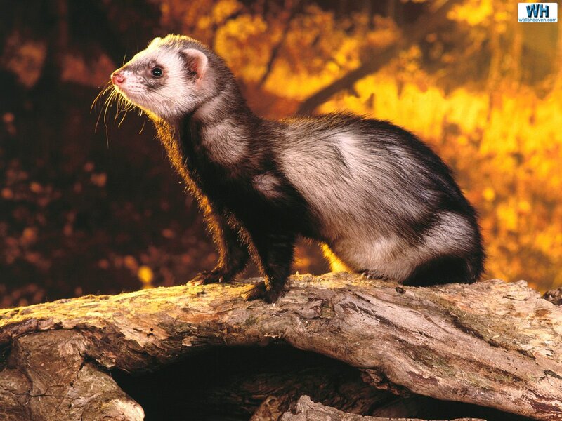 Ferret on a Log — Brown, Alert
