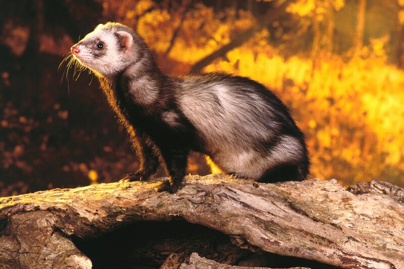 Ferret on a Log — Brown