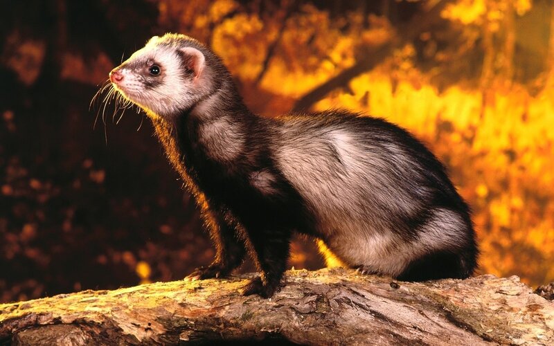 ferret on a log
