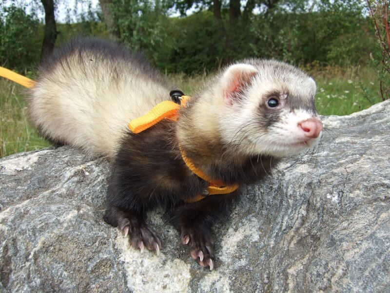 ferret on a rock