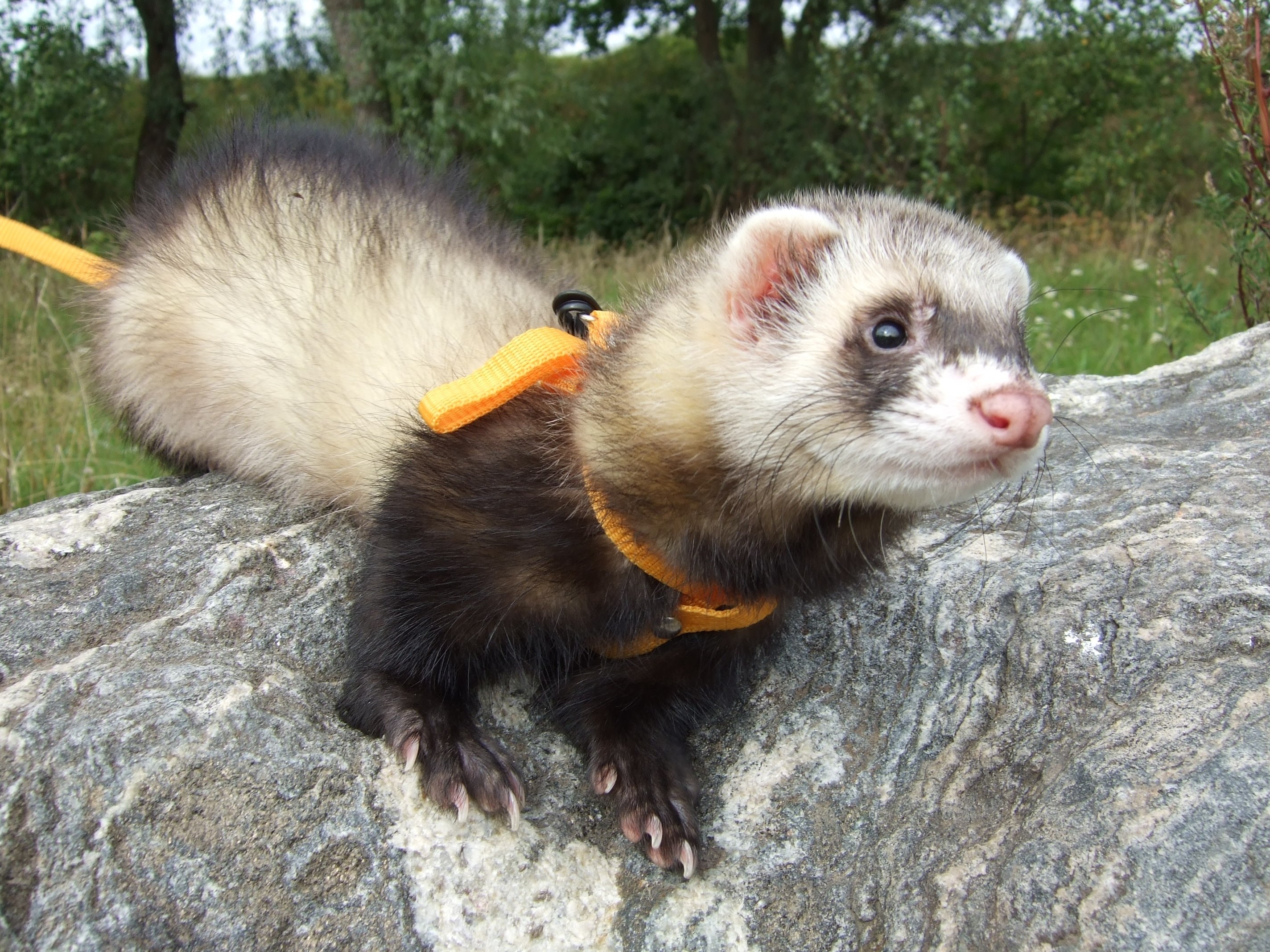 ferret on a rock