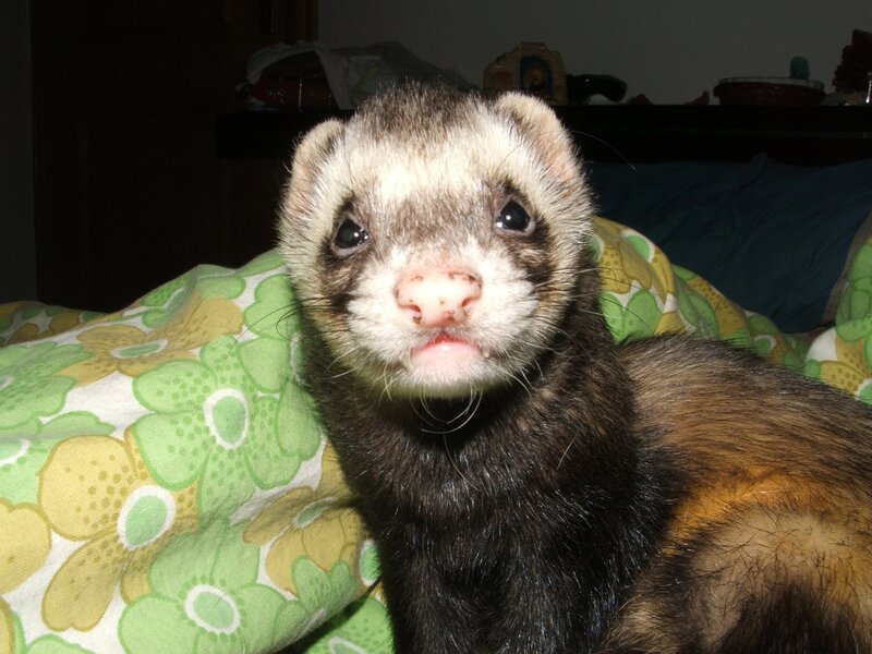 ferret on floral blanket