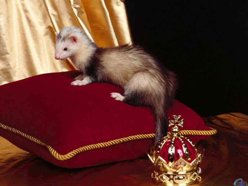 Ferret on Red Pillow