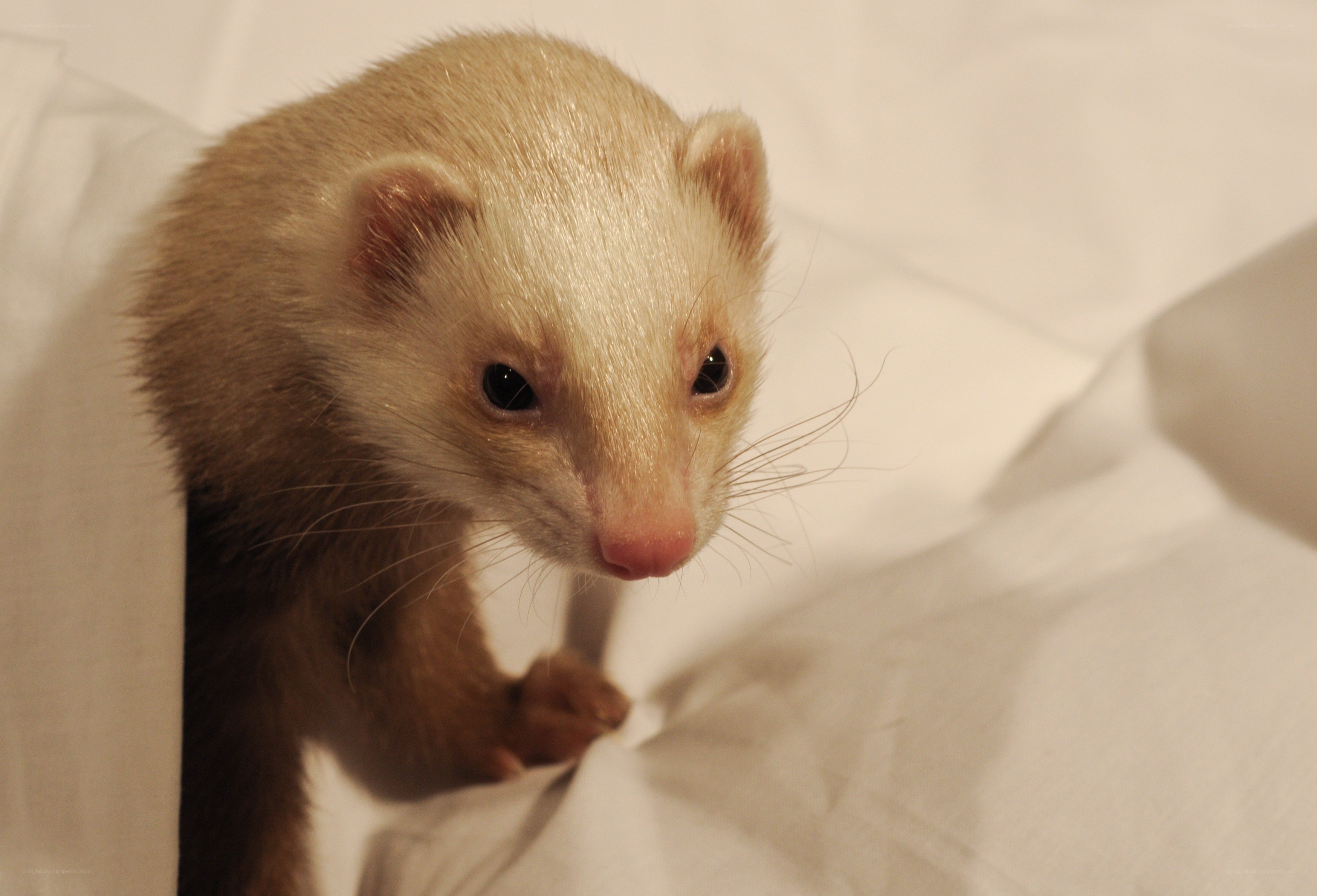 ferret on white fabric