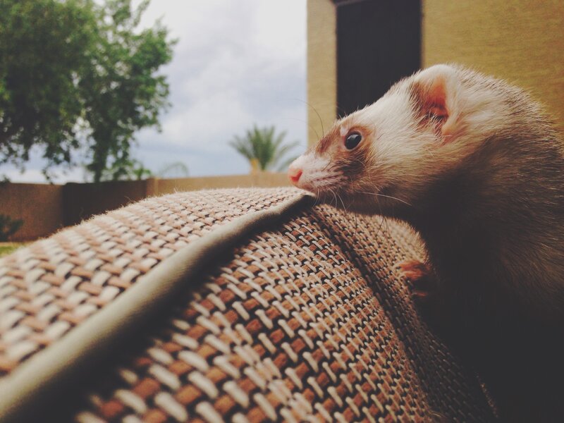 Ferret on Woven Cushion