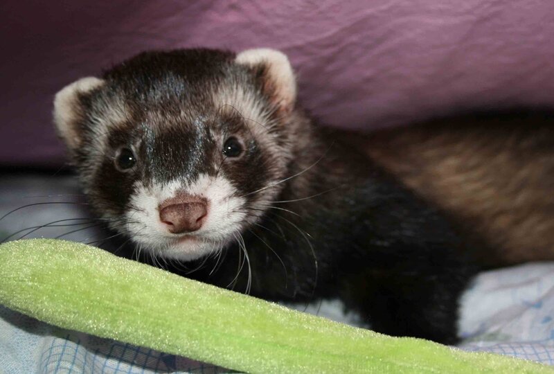 ferret peeking from blanket